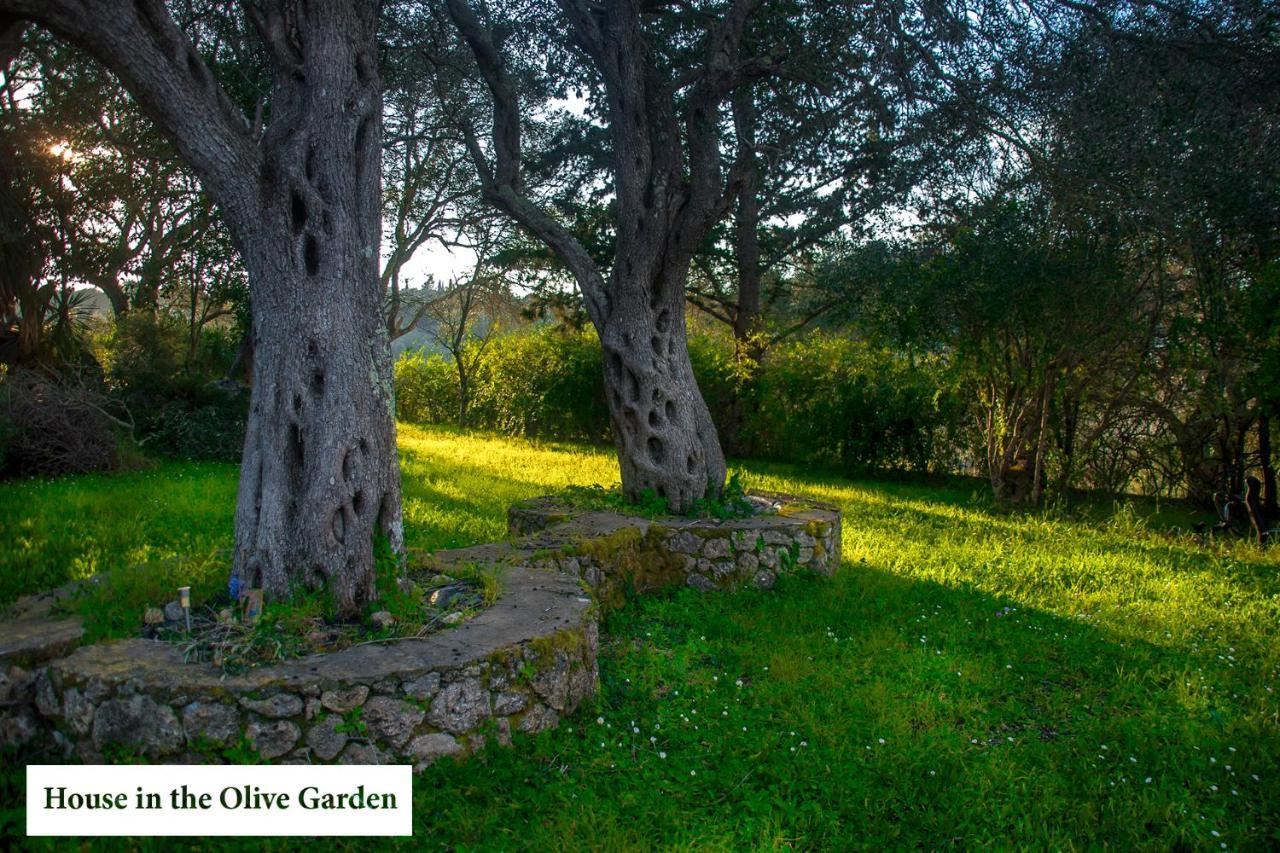 House In The Olive Garden Apartment Agios Ioannis  ภายนอก รูปภาพ